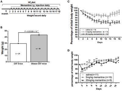 Long-Term NMDAR Antagonism Correlates Weight Loss With Less Eating